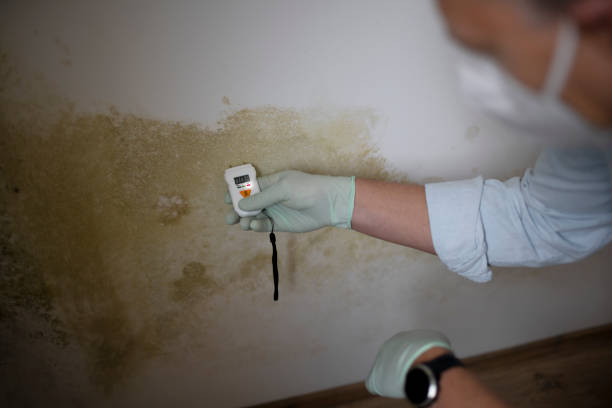 Best Toxic Mold Removal  in Newark, DE